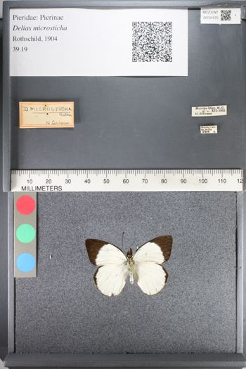 Media type: image;   Entomology 131575